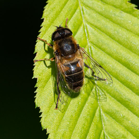 Eristalis pertinax-200541.jpg